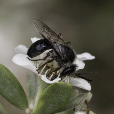 Leioproctus sp. (genus) (Plaster bee) at Croke Place Grassland (CPG) - 14 Nov 2023 by kasiaaus