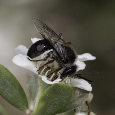 Leioproctus sp. (genus) (Plaster bee) at McKellar, ACT - 14 Nov 2023 by kasiaaus