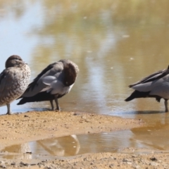 Chenonetta jubata (Australian Wood Duck) at National Arboretum Forests - 6 Nov 2023 by HappyWanderer