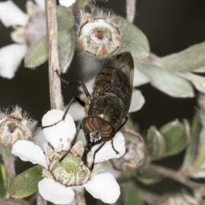 Stomorhina sp. (genus) at Croke Place Grassland (CPG) - 14 Nov 2023