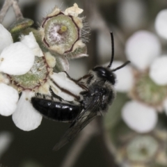 Leioproctus (Leioproctus) alleynae at McKellar, ACT - 14 Nov 2023 by kasiaaus