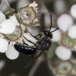 Leioproctus (Leioproctus) alleynae at Croke Place Grassland (CPG) - 14 Nov 2023