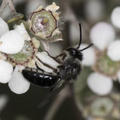 Leioproctus (Leioproctus) alleynae at Croke Place Grassland (CPG) - 14 Nov 2023 by kasiaaus