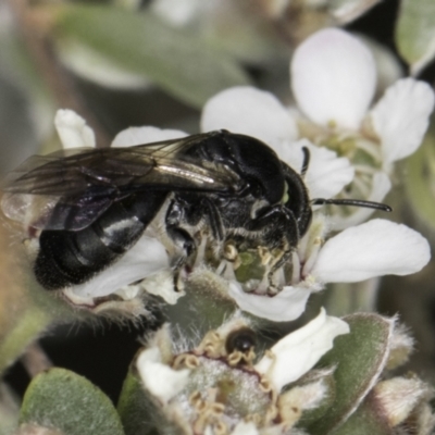 Euryglossa sp. (genus) (A native bee) at Croke Place Grassland (CPG) - 14 Nov 2023 by kasiaaus