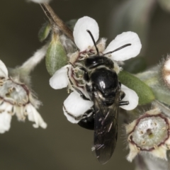 Euryglossa sp. (genus) at Croke Place Grassland (CPG) - 14 Nov 2023