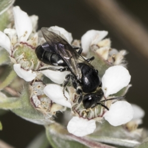 Euryglossa sp. (genus) at Croke Place Grassland (CPG) - 14 Nov 2023