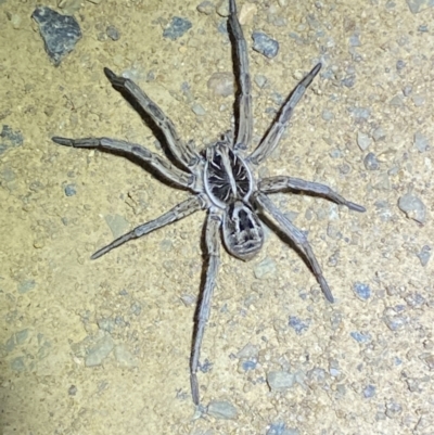 Tasmanicosa sp. (genus) (Unidentified Tasmanicosa wolf spider) at Molonglo River Reserve - 14 Nov 2023 by SteveBorkowskis