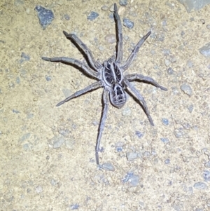 Tasmanicosa sp. (genus) at Lower Molonglo - 14 Nov 2023 10:08 PM