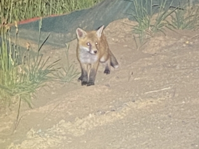 Vulpes vulpes (Red Fox) at Whitlam, ACT - 14 Nov 2023 by SteveBorkowskis