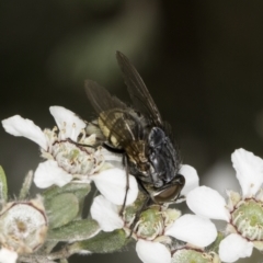 Calliphora stygia (Brown blowfly or Brown bomber) at Croke Place Grassland (CPG) - 14 Nov 2023 by kasiaaus