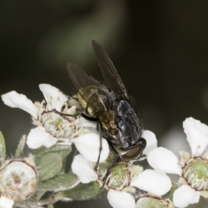 Calliphora stygia at Croke Place Grassland (CPG) - 14 Nov 2023