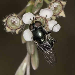 Calliphoridae (family) at Croke Place Grassland (CPG) - 14 Nov 2023