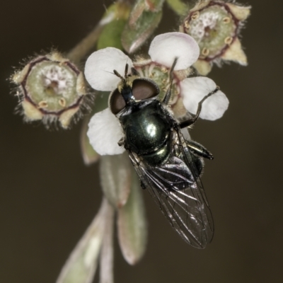 Calliphoridae (family) (Unidentified blowfly) at Croke Place Grassland (CPG) - 14 Nov 2023 by kasiaaus