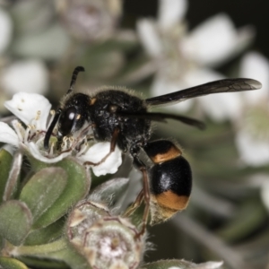 Paralastor sp. (genus) at McKellar, ACT - 14 Nov 2023