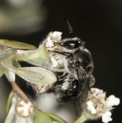 Leioproctus sp. (genus) (Plaster bee) at McKellar, ACT - 14 Nov 2023 by kasiaaus