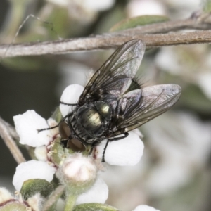 Lucilia sp. (genus) at Croke Place Grassland (CPG) - 14 Nov 2023