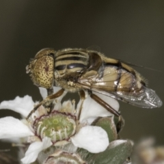 Eristalinus punctulatus (Golden Native Drone Fly) at Croke Place Grassland (CPG) - 14 Nov 2023 by kasiaaus