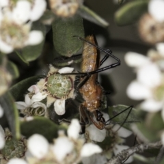 Gminatus australis (Orange assassin bug) at Croke Place Grassland (CPG) - 14 Nov 2023 by kasiaaus