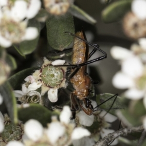 Gminatus australis at Croke Place Grassland (CPG) - 14 Nov 2023