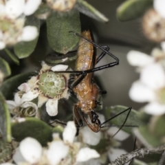 Gminatus australis at Croke Place Grassland (CPG) - 14 Nov 2023