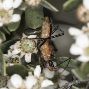 Gminatus australis at Croke Place Grassland (CPG) - 14 Nov 2023