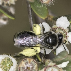 Leioproctus sp. (genus) at Croke Place Grassland (CPG) - 14 Nov 2023