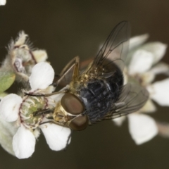 Calliphora augur (Lesser brown or Blue-bodied blowfly) at McKellar, ACT - 14 Nov 2023 by kasiaaus