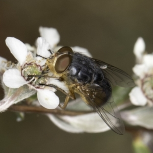 Calliphora augur at McKellar, ACT - 14 Nov 2023 11:58 AM