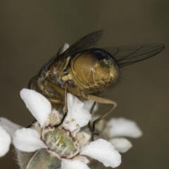 Calliphora augur at McKellar, ACT - 14 Nov 2023 11:58 AM