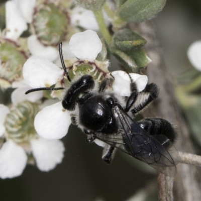 Leioproctus sp. (genus) (Plaster bee) at McKellar, ACT - 14 Nov 2023 by kasiaaus