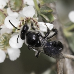 Leioproctus sp. (genus) at Croke Place Grassland (CPG) - 14 Nov 2023