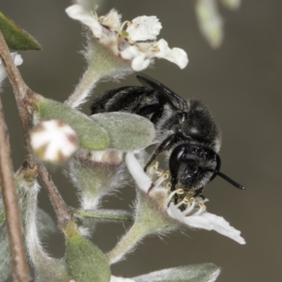 Leioproctus sp. (genus) (Plaster bee) at Croke Place Grassland (CPG) - 14 Nov 2023 by kasiaaus