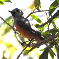 Monarcha melanopsis (Black-faced Monarch) at Bermagui, NSW - 13 Nov 2023 by HelenCross