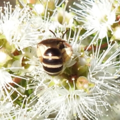 Exoneura sp. (genus) at Bermagui, NSW - 13 Nov 2023 by HelenCross