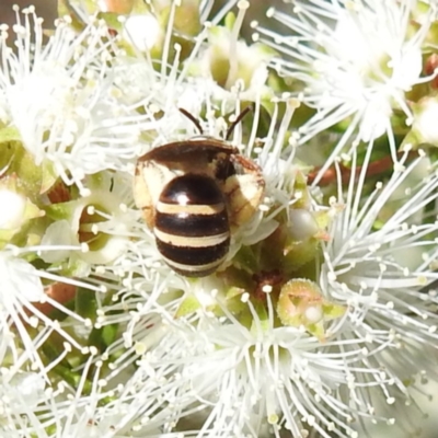 Exoneura sp. (genus) at Bermagui, NSW - 13 Nov 2023 by HelenCross