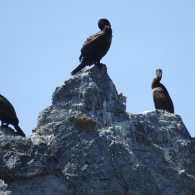 Phalacrocorax carbo (Great Cormorant) at Wallaga Lake, NSW - 13 Nov 2023 by HelenCross