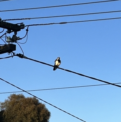 Grallina cyanoleuca (Magpie-lark) at City Renewal Authority Area - 15 Nov 2023 by courtneyb