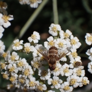 Villa sp. (genus) at Murrumbateman, NSW - 15 Nov 2023 03:11 PM