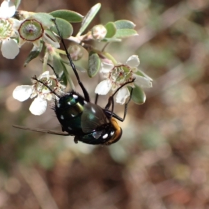 Rutilia (Ameniamima) argentifera at Murrumbateman, NSW - 15 Nov 2023