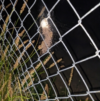 Unidentified Orb-weaving spider (several families) at Albury - 13 Nov 2023 by ChrisAllen