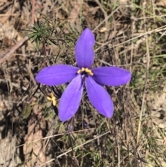 Cheiranthera linearis (Finger Flower) at Gurrundah, NSW - 15 Nov 2023 by Handke6