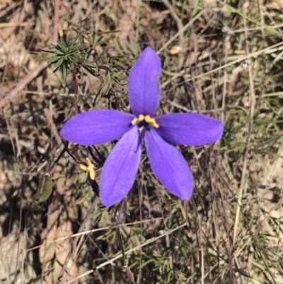 Cheiranthera linearis (Finger Flower) at Gurrundah, NSW - 15 Nov 2023 by Handke6