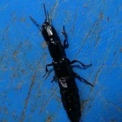 Staphylinidae (family) (Rove beetle) at QPRC LGA - 10 Feb 2023 by arjay