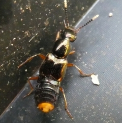 Hesperus haemorrhoidalis (Rove beetle) at Mongarlowe River - 1 Feb 2023 by arjay