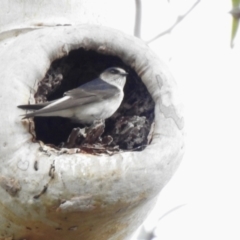 Petrochelidon nigricans (Tree Martin) at Wingecarribee Local Government Area - 15 Nov 2023 by GlossyGal