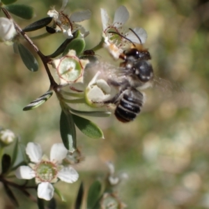 Megachile (Eutricharaea) maculariformis at Murrumbateman, NSW - 15 Nov 2023