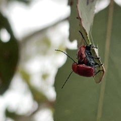 Aporocera (Aporocera) haematodes at Russell, ACT - 14 Nov 2023