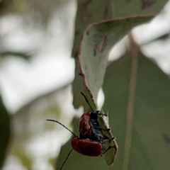 Aporocera (Aporocera) haematodes at Russell, ACT - 14 Nov 2023