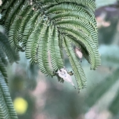 Arachnura higginsi (Scorpion-tailed Spider) at Mount Ainslie to Black Mountain - 14 Nov 2023 by Hejor1