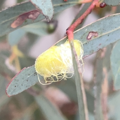 Psyllidae sp. (family) (Unidentified psyllid or lerp insect) at Russell, ACT - 14 Nov 2023 by Hejor1